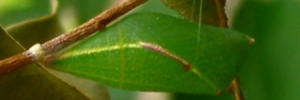 Pupae